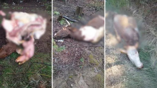 Vecino de Mulchén denuncia graves casos de abigeato: Llevo más de 15 años viviendo lo mismo