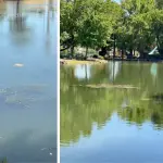 Alcalde ordena reforzar trabajos de limpieza en Laguna Esmeralda por presencia de algas