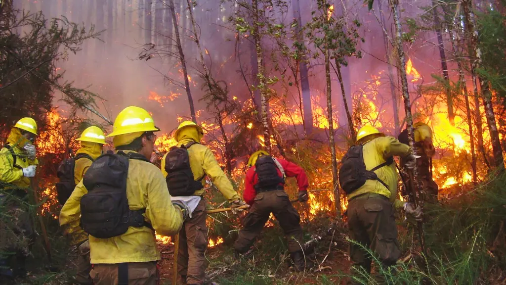 La provincia de Biobío registra 24 incendios forestales con 19,72 hectáreas afectadas en 2025, según datos de Conaf. 