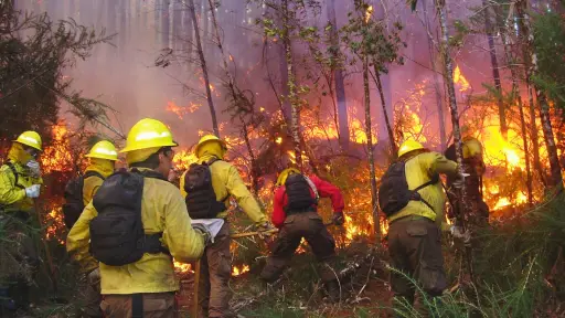 Incendios forestales aumentan un 117% en la provincia de Biobío: Los Ángeles lidera la ocurrencia