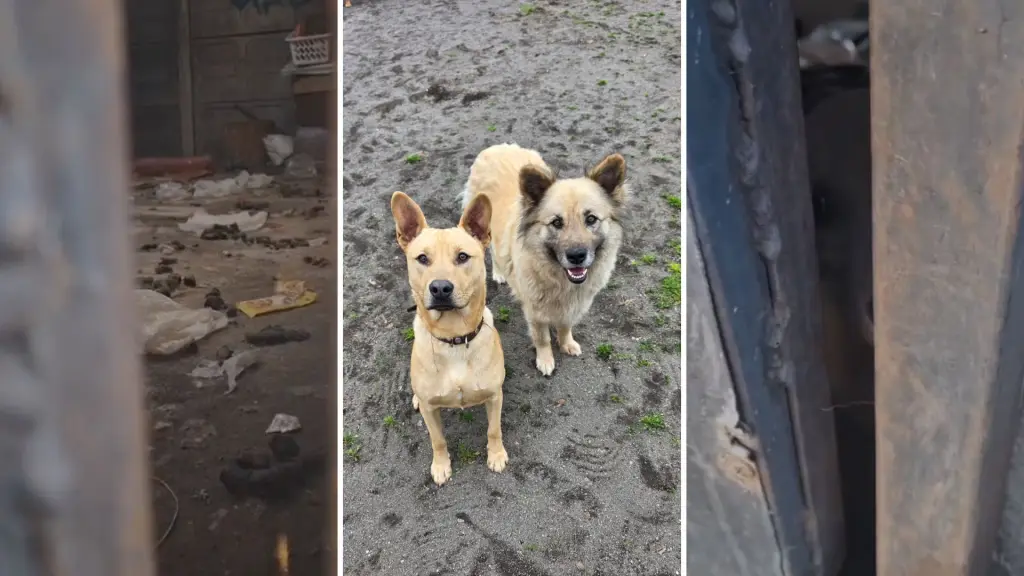 “Vivían sobre su propio excremento”: el crudo rescate de Patita y Luchito relatado por el fundador de Patitas del Camino, La Tribuna