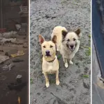 “Vivían sobre su propio excremento”: el crudo rescate de Patita y Luchito relatado por el fundador de Patitas del Camino, La Tribuna