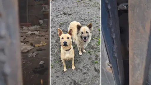Vivían sobre su propio excremento: el crudo rescate de dos perritos angelinos que buscan un hogar