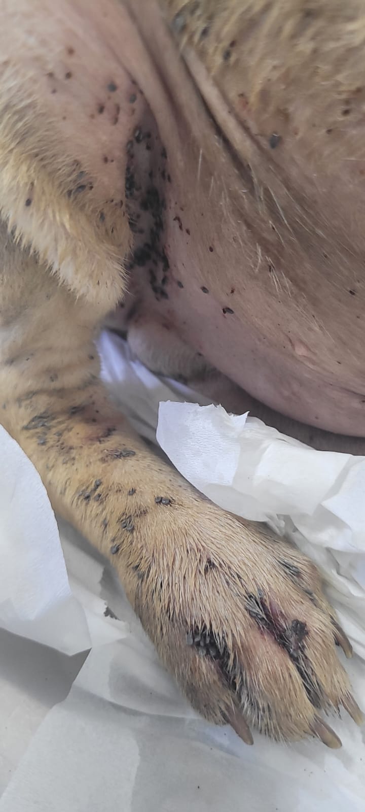 Vivían sobre su propio excremento: el crudo rescate de Patita y Luchito / Patita del Camino