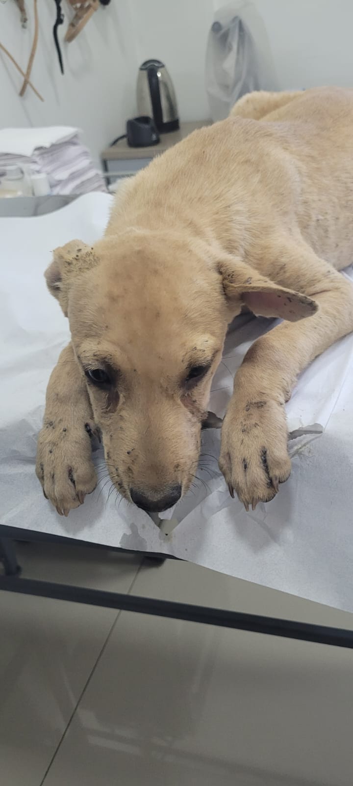 Vivían sobre su propio excremento: el crudo rescate de Patita y Luchito / Patita del Camino