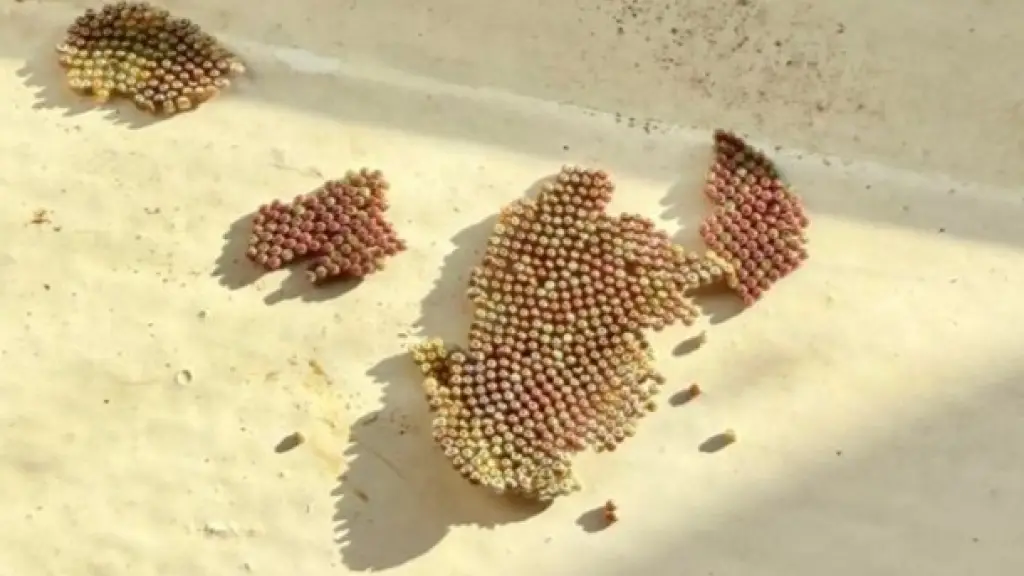 La Thyrinteina arnobia es una polilla que se encuentra distribuida en América Central y del Sur. , SAG
