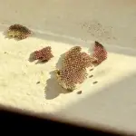 La Thyrinteina arnobia es una polilla que se encuentra distribuida en América Central y del Sur. , SAG