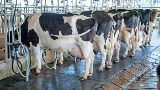 Calidad, composición e higiene destacan en producción de leche nacional