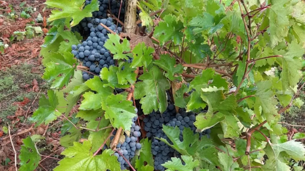 Medalla de oro para Rosé de cepa país impulsa recuperación vitivinícola en Nacimiento, Cooperativa Campesina Los Notros