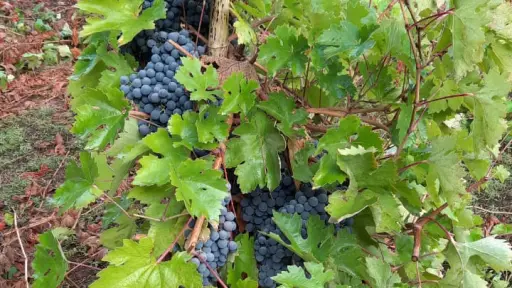 Medalla de oro para Rosé de cepa país impulsa recuperación vitivinícola en Nacimiento