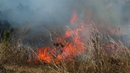 Múltiples focos de incendio: pastizales movilizan a bomberos de Los Ángeles