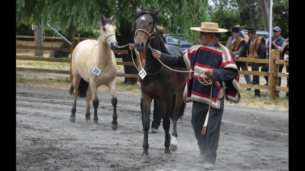 La exposición de caballos fue una de las primeras actividades que se realizaron en Socabío, La Tribuna
