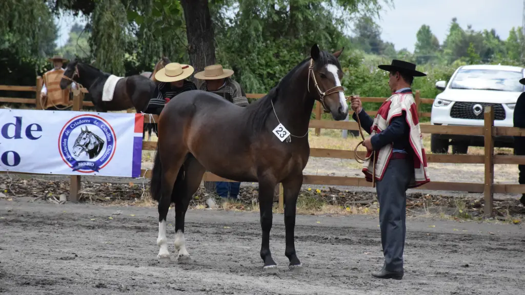 La exposición de caballos fue una de las primeras actividades que se realizaron en Socabío / La Tribuna