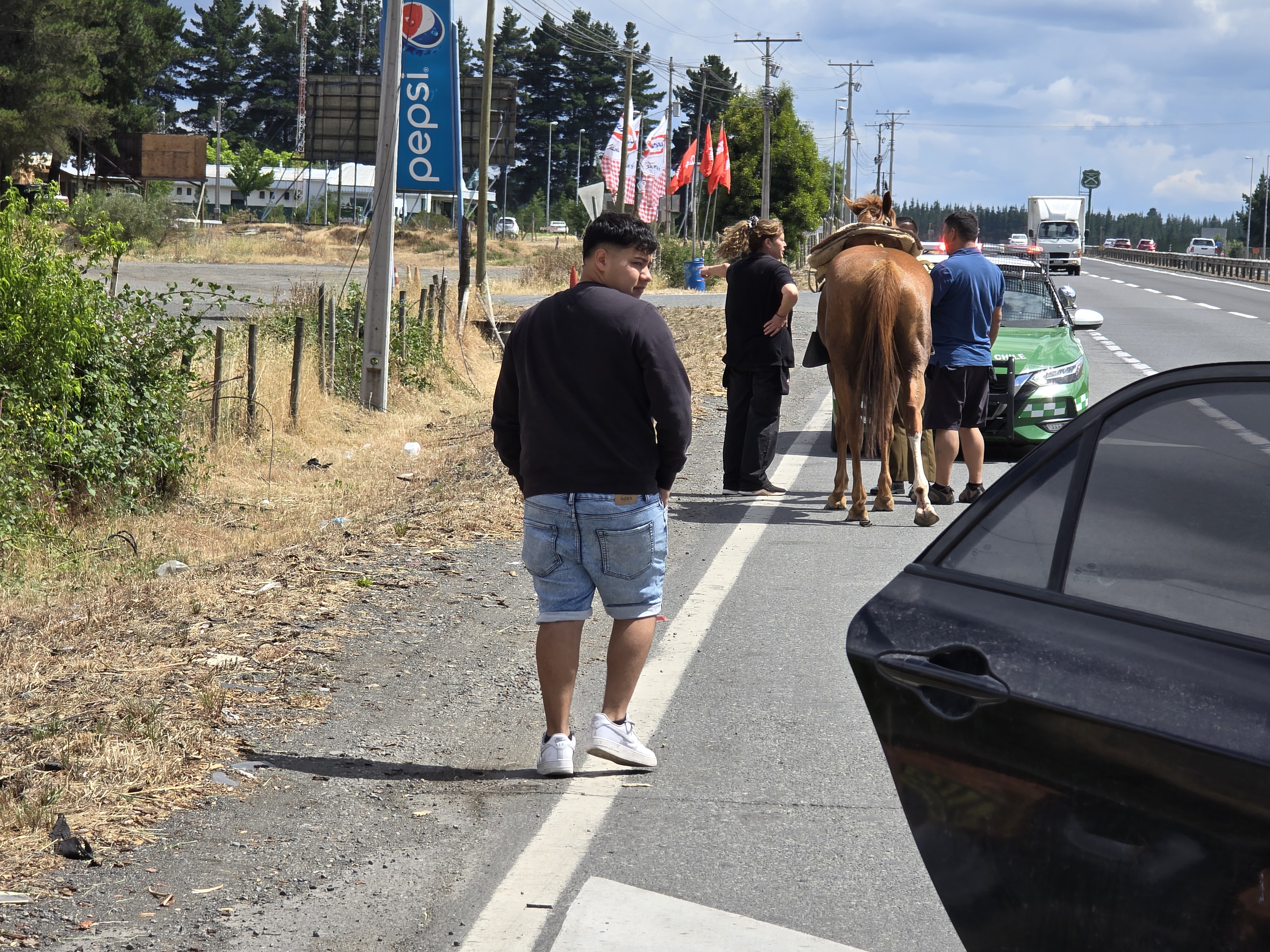 Fotografía Caballo / La Tribuna