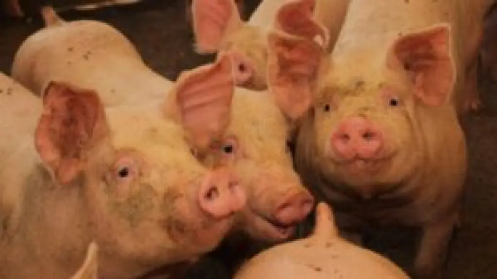 El presidente de ChileCarne llamó a las autoridades a  / elcontenido.news