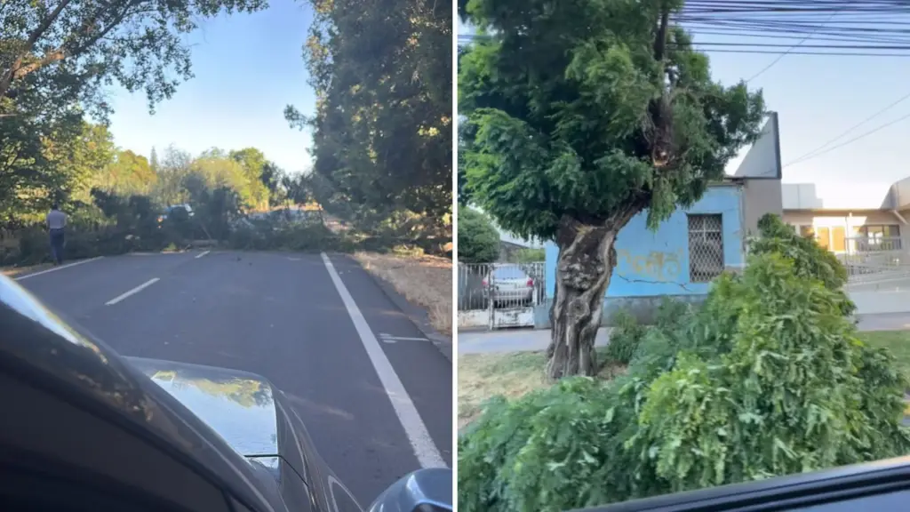 Fuertes ráfagas de viento provocan caída de árboles y ramas en distintos puntos de la provincia de Biobío, La Tribuna