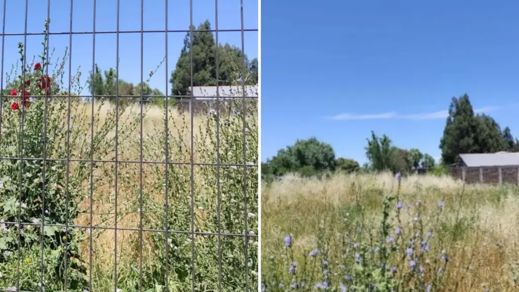 Bordean los dos metros: Multicancha de Villa Todos Los Santos en la mira por altos pastizales , Vecinos Villa Todos Los Santos