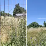 Bordean los dos metros: Multicancha de Villa Todos Los Santos en la mira por altos pastizales , Vecinos Villa Todos Los Santos