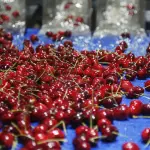 La alta carga que tuvieron los frutales la temporada pasada lleva, naturalmente, a que este año dicho volumen disminuya.