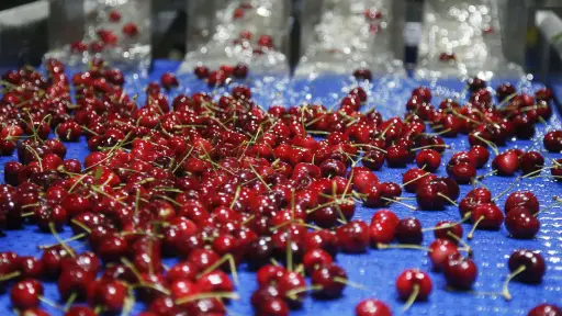 Productores de fruta pronostican disminución en volumen exportado de cerezas esta temporada