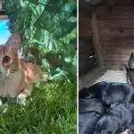 Su rescatista relató el proceso y agradeció a quienes hicieron posible el cambio de vida de la madre y sus cachorros., cedida