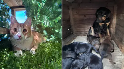 Lucy y sus ocho cachorros abandonados encuentran familias adoptivas tras dos meses de rescate comunitario