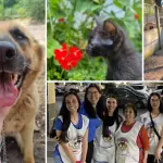 Protectora de Los Ángeles: más de 25 años de entrega y dedicación a favor de los animales desprotegidos, Diario La Tribuna