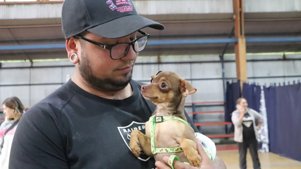 Jornada de esterilización desarrollada en la comuna de Tucapel, Municipalidad de Tucapel
