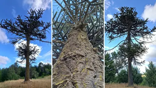 El enigmático origen y posible antigüedad de la única Araucaria Araucana de Rere