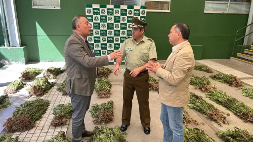 Incautan más de 2.500 plantas de cannabis en Pemuco: decomiso equivale a 2 millones de dosis