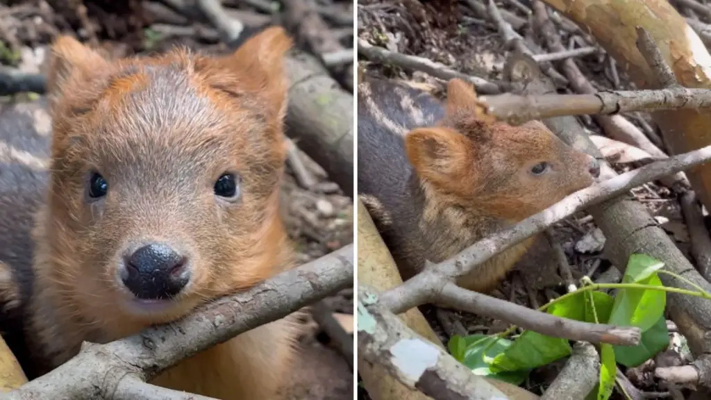 Fundación Rewilding Chile registra a pudú recién nacido, el ciervo más pequeño de América, Diario La Tribuna