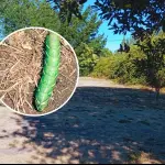 Oruga de polilla esfinge , Edición Diario La Tribuna