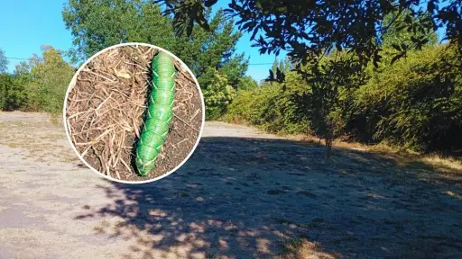 Camino a Cerro Colorado: registran oruga de polilla esfinge a 10 km de Los Ángeles