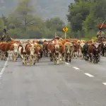 Arreo a las veranadas en Antuco, Diario La Tribuna Foto de Archivo