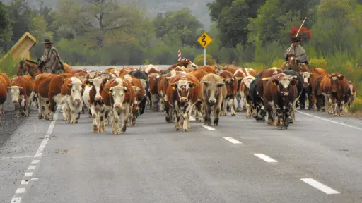Arrieros de Antuco inician la temporada de veranadas con arreo y actividades costumbristas