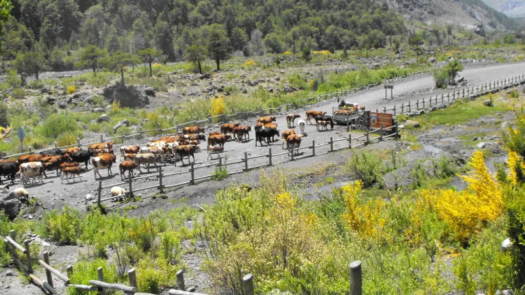 Arrieros de Antuco a las veranadas / Diario La Tribuna Foto de Archivo