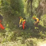 Creación de cortafuegos en Biobío, referencial