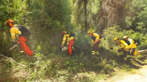 732 kilómetros de cortafuegos: nueva estrategia de CONAF y MOP en Biobío