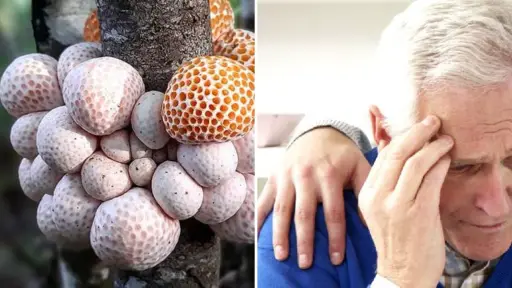 Estudio revela que el digüeñe podría prevenir el alzhéimer