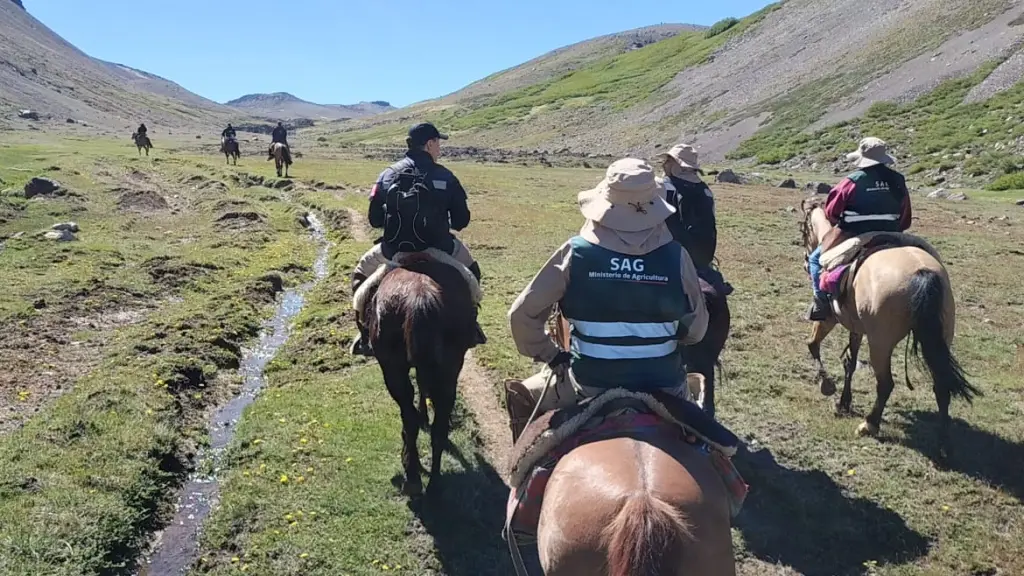 Autoridades aseguran control riguroso de animales en la cordillera de Los Andes, DPP Biobío