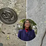 Culebra en Los Ángeles: experta llama a la calma y asegura que ejemplar es \'embajador\' de la fauna nacional, Diario La Tribuna