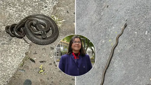 Culebra en Los Ángeles: experta llama a la calma y asegura que ejemplar es 