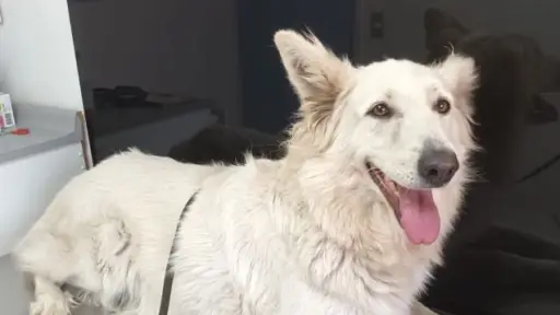 Tribunal de Ética sanciona a veterinario por muerte de mascotas en Los Ángeles: profesional defendió criterio clínico