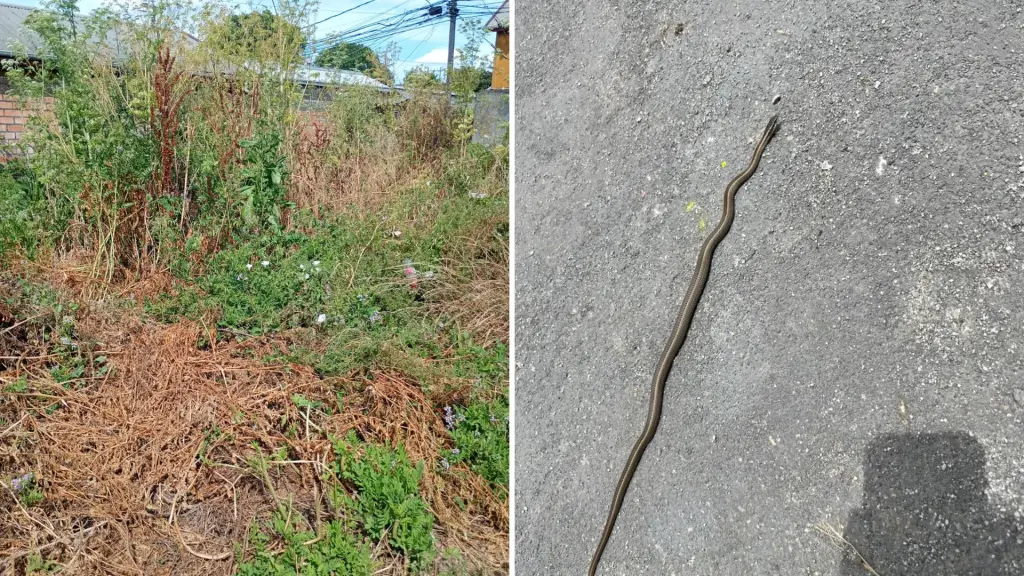 Concejal advierte presencia de serpiente en villa Todos Los Santos, José Salcedo