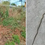 Concejal advierte presencia de serpiente en villa Todos Los Santos, José Salcedo
