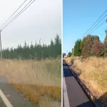 Pastizales en camino Cerro Colorado Los Ángeles