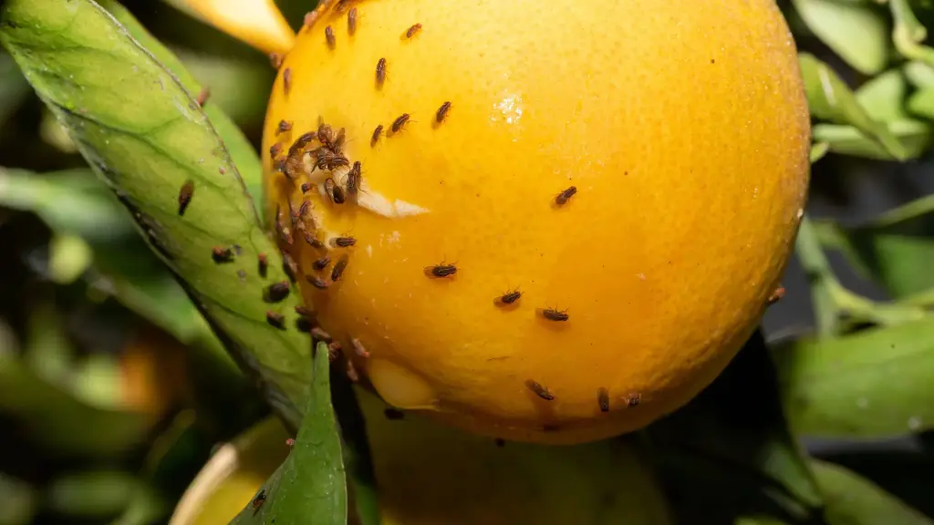 Víctor Catán Dabike, presidente de Fedefruta, llamó a perseguir organizaciones dedicadas al ingreso ilegal de productos agropecuarios  / Senado de Chile