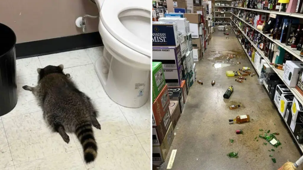 Mapache irrumpió en una licorería y terminó desmayado tras beber whisky en Estados Unidos , Virginia ABC