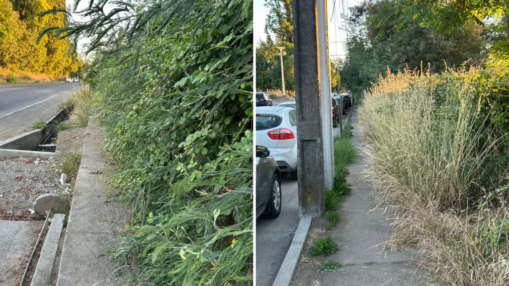 Pastizales bloquean vereda en transitada avenida de Los Ángeles, Diario La Tribuna