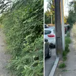 Pastizales bloquean vereda en transitada avenida de Los Ángeles, Diario La Tribuna